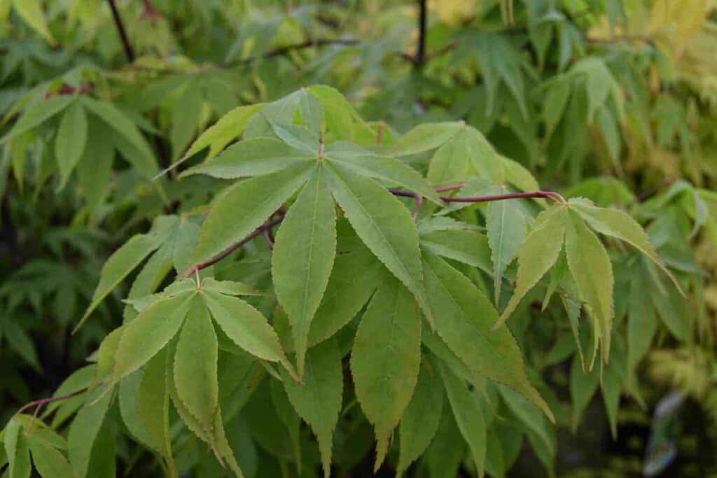 Acer palmatum 'Ôsakazuki' 200-250 cm